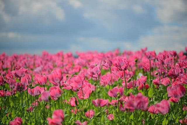 poppy, flora, pink, klatschmohn, poppy, pink, pink, pink, pink, pink